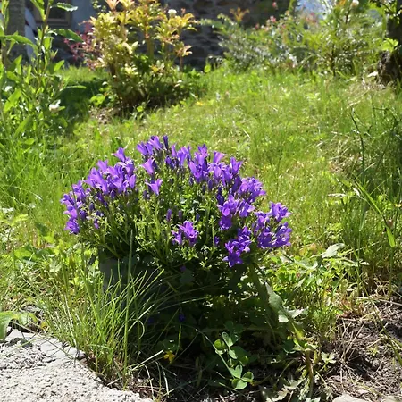 Cabanelise * Montauban-de-Luchon