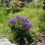 Alpehytte Cabanelise